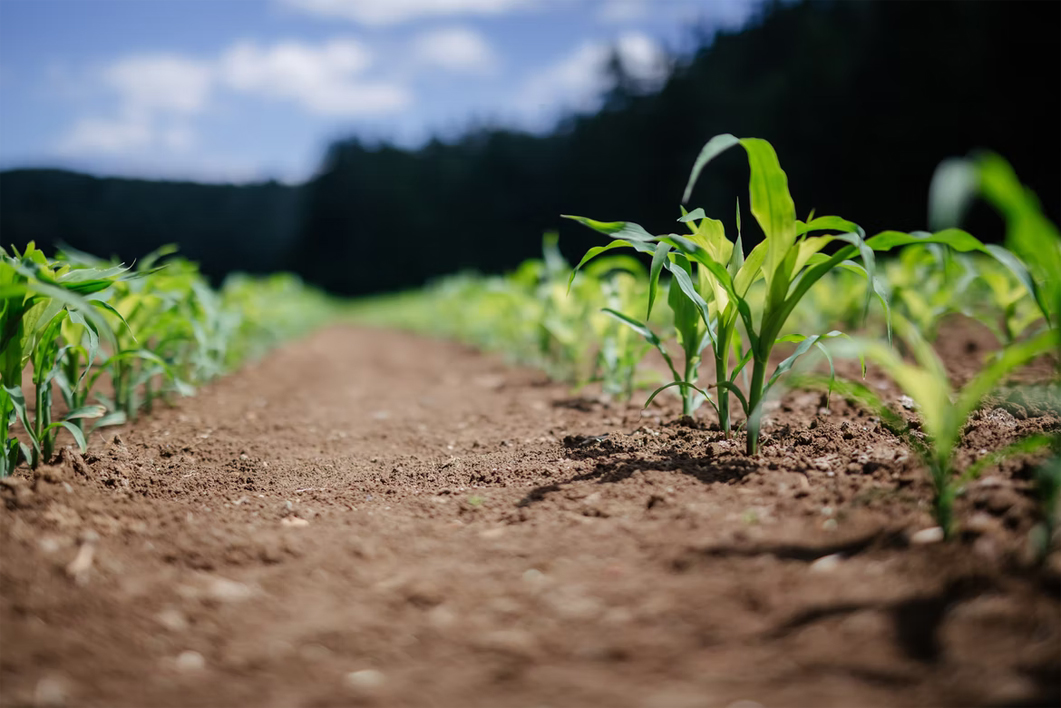 Agri Infra and Food Business Consulting
